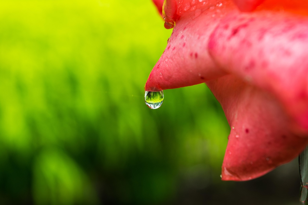 探索语言的甜蜜与苦涩，伤心的蜜蜂用英语怎么说？